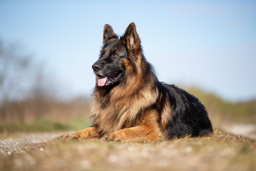 Berger Allemand