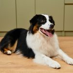Berger Australien en appartement : guide du chien heureux