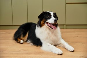 Berger Australien en appartement : guide du chien heureux