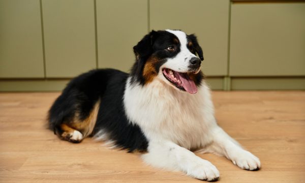 Berger Australien en appartement : guide du chien heureux