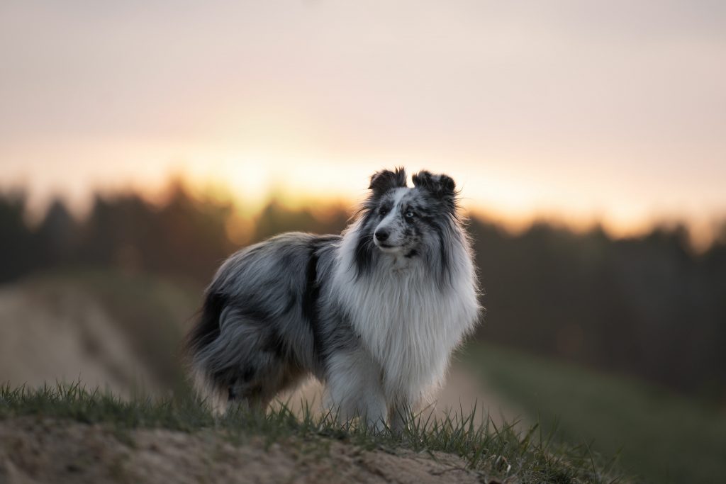 Sheltie