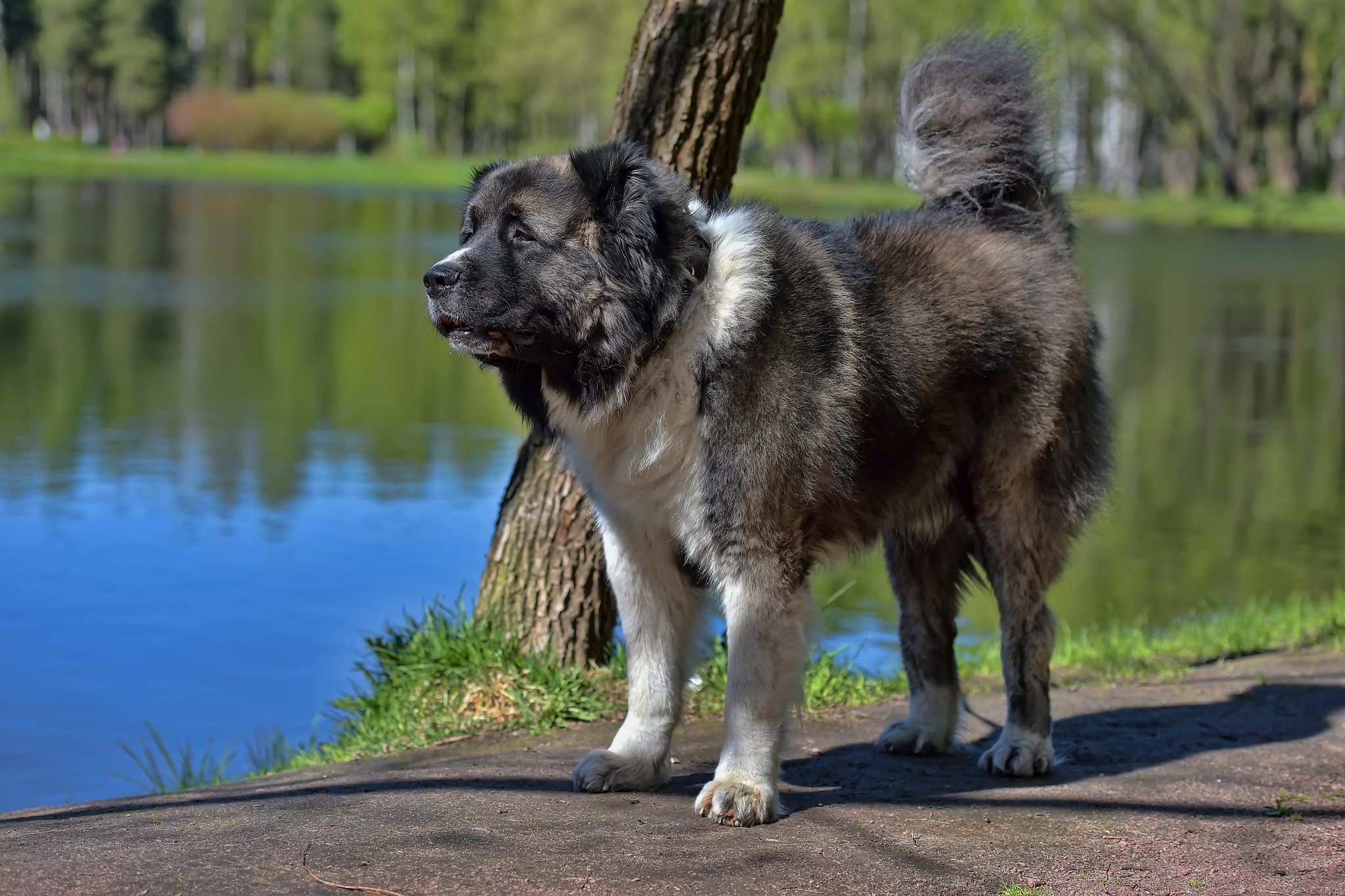Chiens de garde : Top 10 races protectrices à connaître