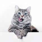 Connaître les besoins nutritionnels de son chat