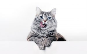 Connaître les besoins nutritionnels de son chat