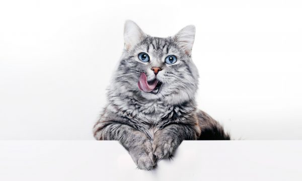 Connaître les besoins nutritionnels de son chat