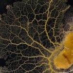 Qu’est-ce qu’un blob ? Tout Savoir sur lui !