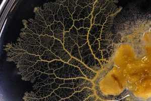 Qu’est-ce qu’un blob ? Tout Savoir sur lui !