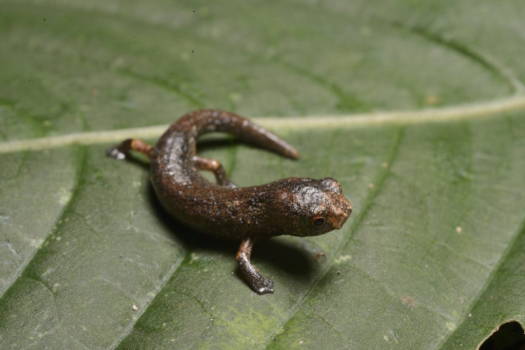 Bolitoglossa dofleini