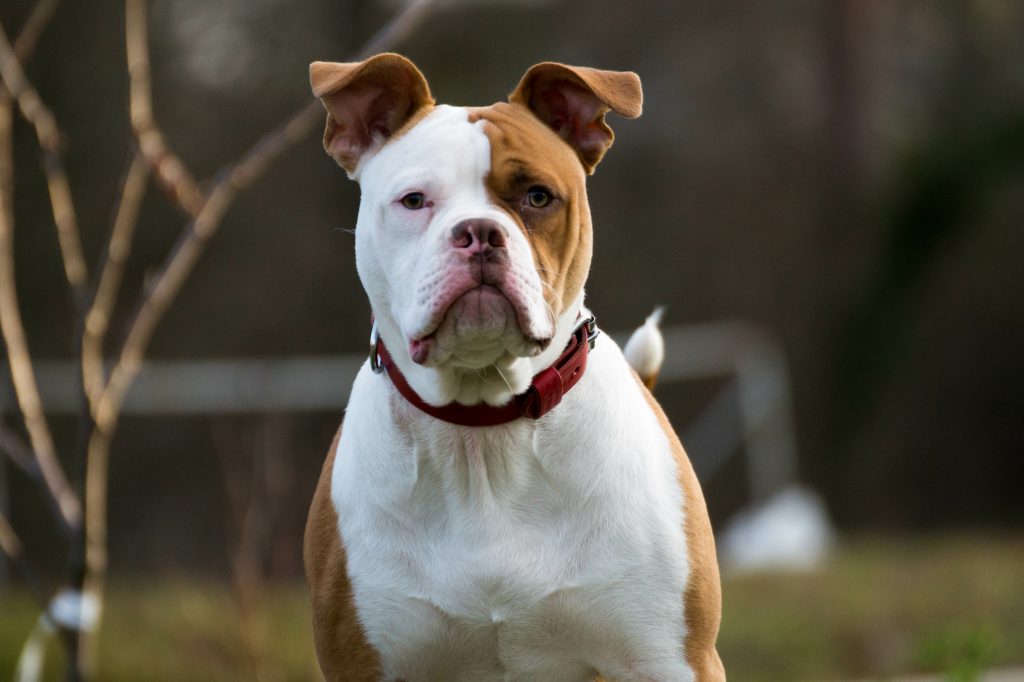 Bouledogue américain