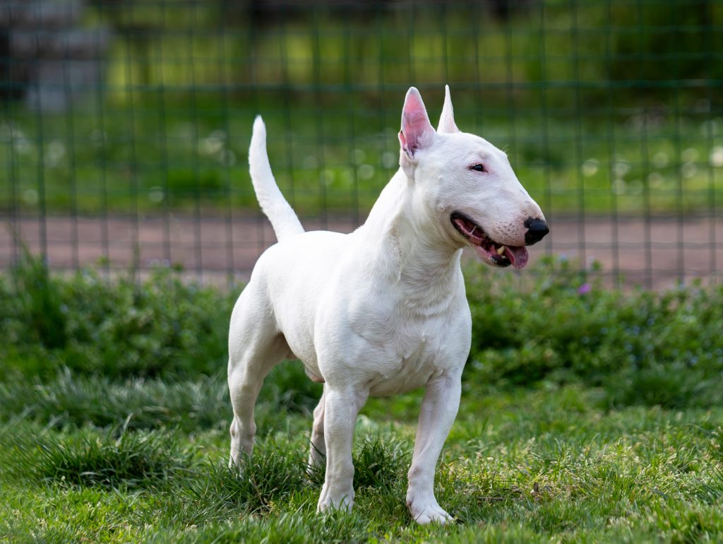 Bull terrier miniature