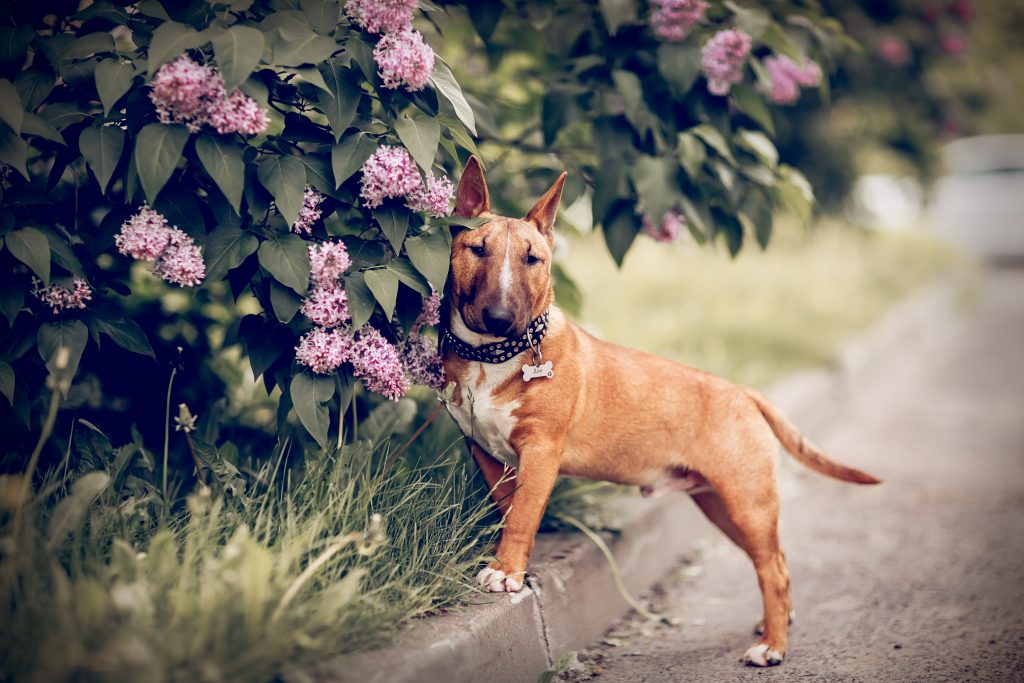 Bull terrier miniature