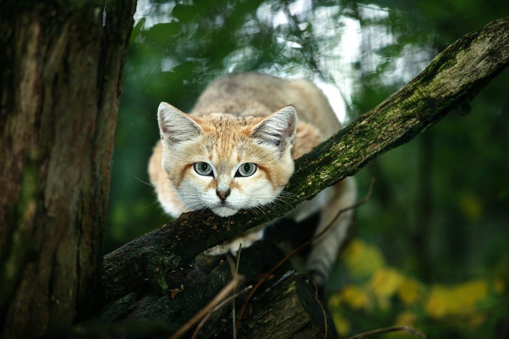 chat des sables