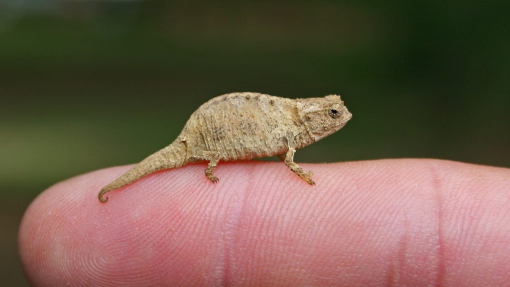Caméléon Brookesia micra