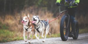 Pratiquer la canitrottinette avec son chien