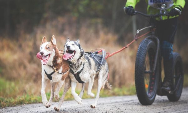 Pratiquer la canitrottinette avec son chien