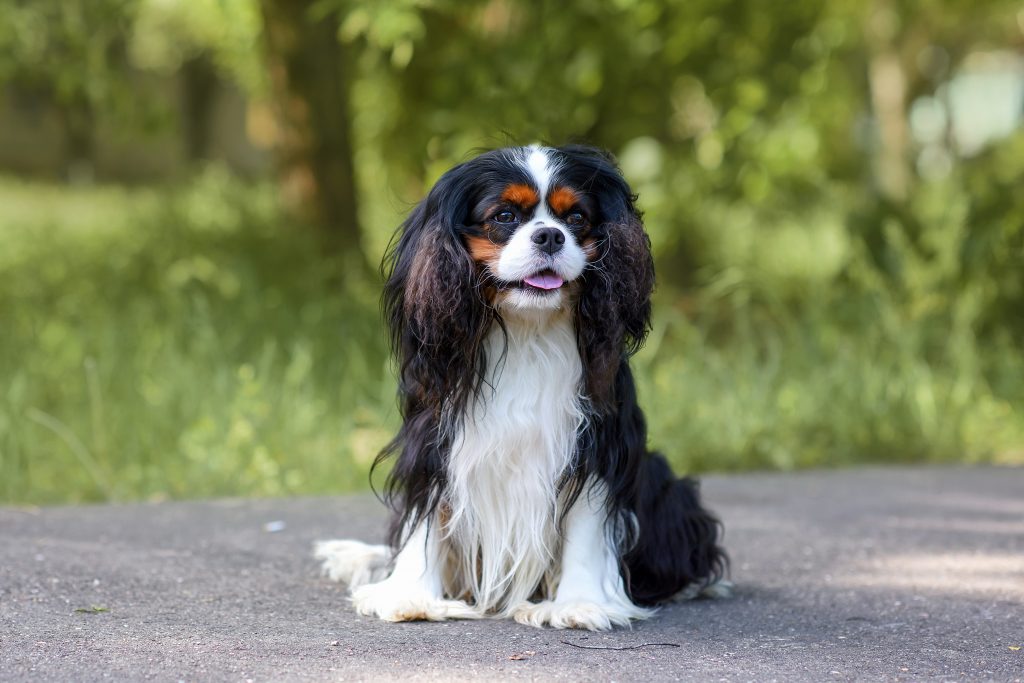 CAvalier kign charles spaniel