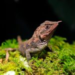 Animaux licornes : 6 espèces à découvrir !