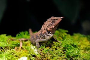 Animaux licornes : 6 espèces à découvrir !