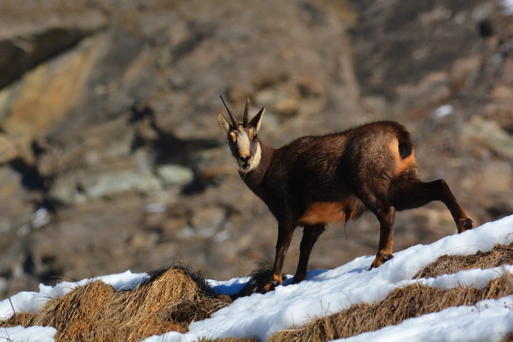 Chamois