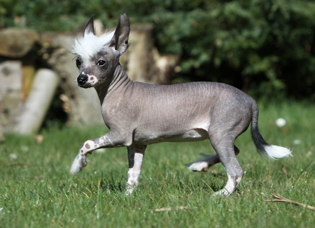 Chien Chinois à Crête