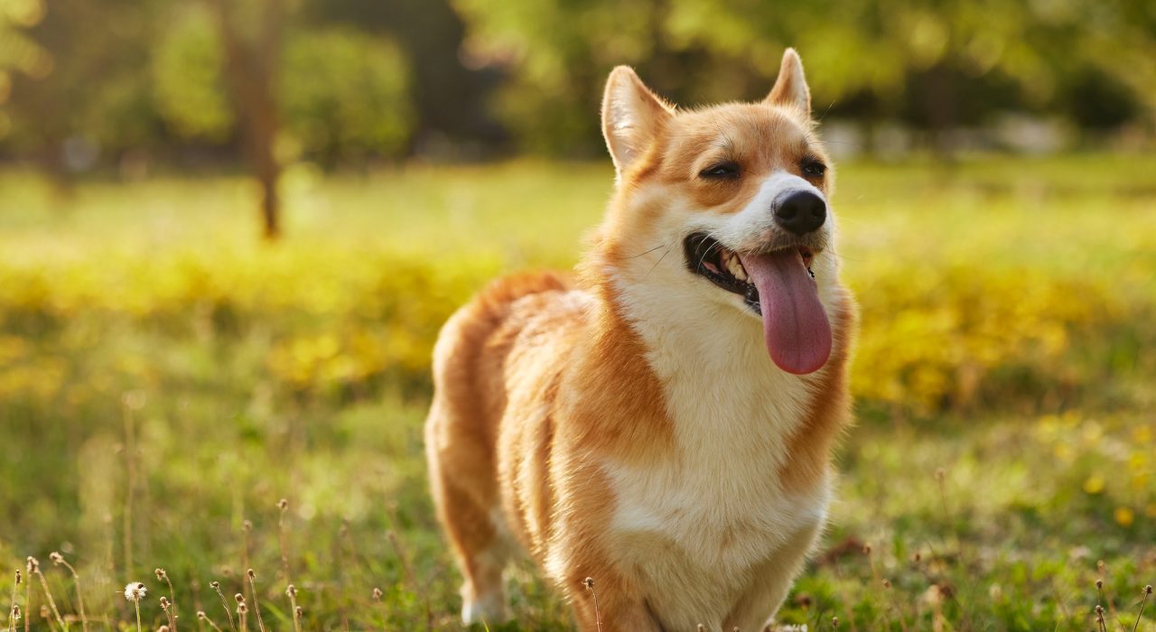 Comment réduire le stress de son chien lors des promenades ?