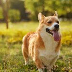 Comment réduire le stress de son chien lors des promenades ?