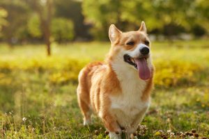Comment réduire le stress de son chien lors des promenades ?