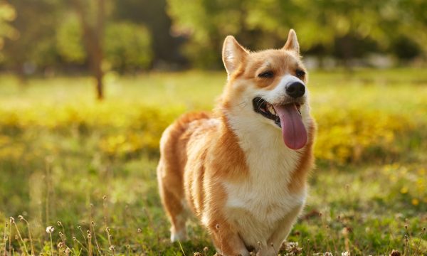 Comment réduire le stress de son chien lors des promenades ?