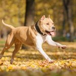 Assurance chien catégorie 2 : Guide complet pour les propriétaires
