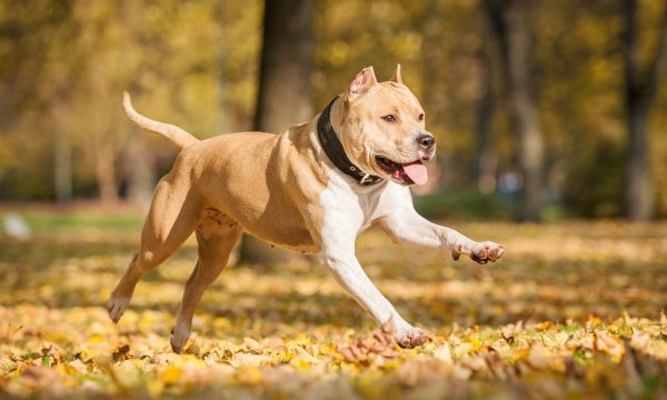 Assurance pour chiens de Catégorie 1 et 2 : obligations et conseils