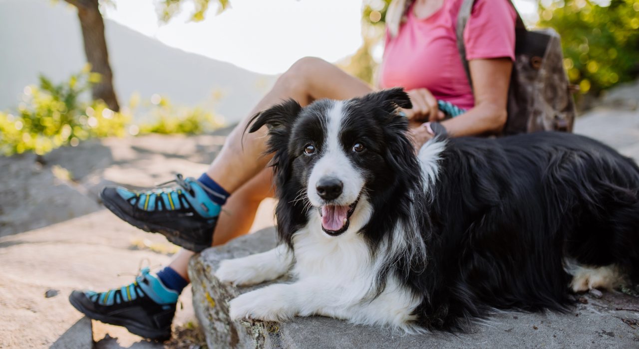 Bien choisir son assurance chien : les points à connaître