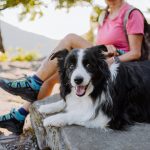 Bien choisir son assurance chien : les points à connaître