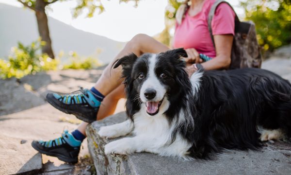 Bien choisir son assurance chien : les points à connaître