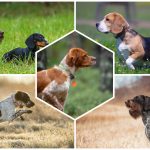 Chien de chasse : Top 65 races à connaître
