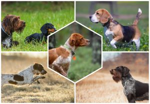 Chien de chasse : Top 65 races à connaître