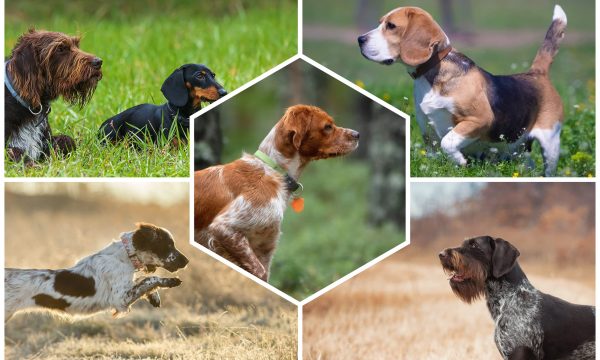 Chien de chasse : Top 65 races à connaître