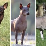 Chiens nus : particularités, races et conseils d’adoption
