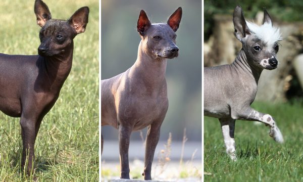 Chiens nus : particularités, races et conseils d’adoption