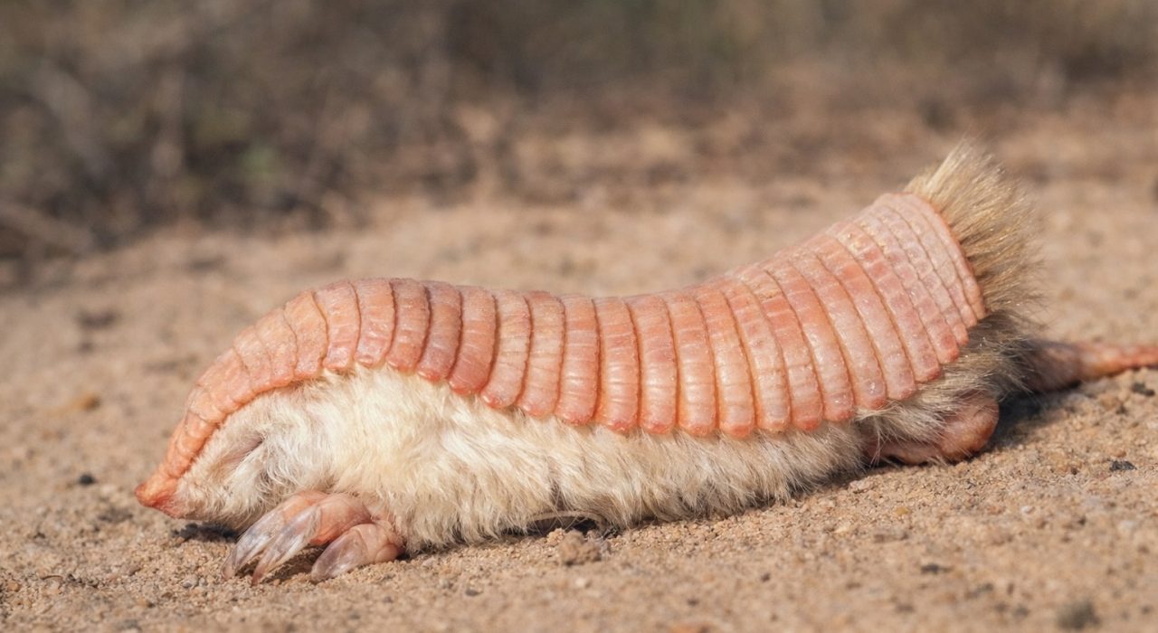 Le tatou rose, un animal minuscule qui « nage » dans le sable