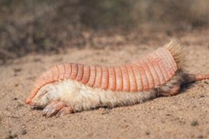 Le tatou rose, un animal minuscule qui « nage » dans le sable