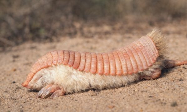 Le tatou rose, un animal minuscule qui « nage » dans le sable