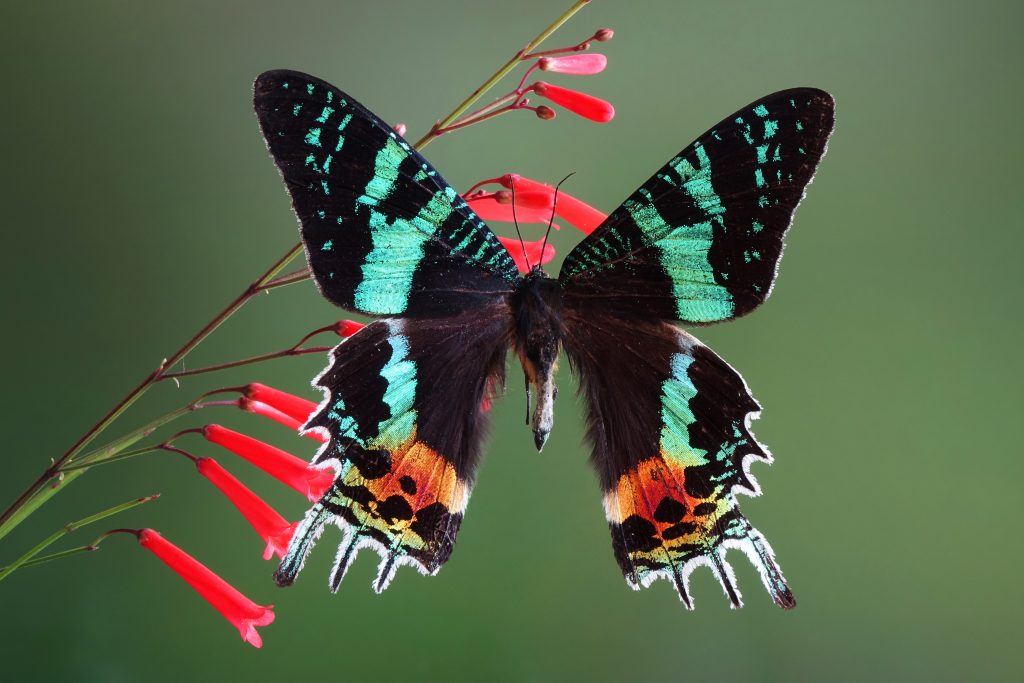 Chrysiridia Rhipheus