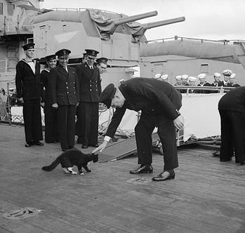 Churchill chat noir Nelson