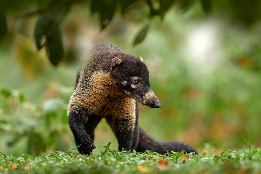 Coati à nez blanc