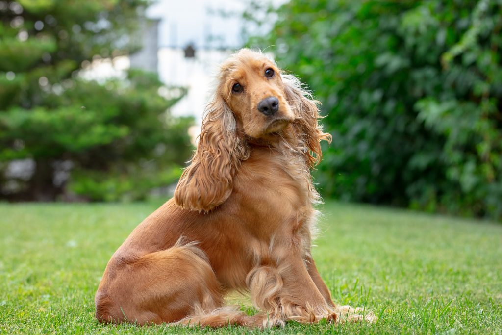 Cocker Américain