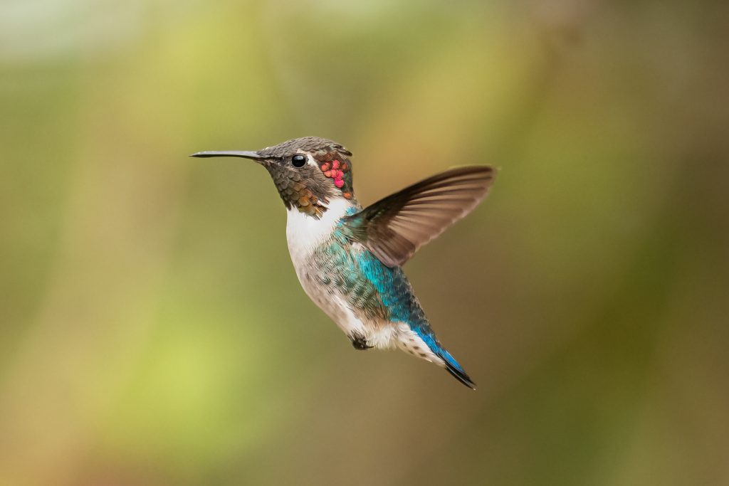 Colibri d'Elena