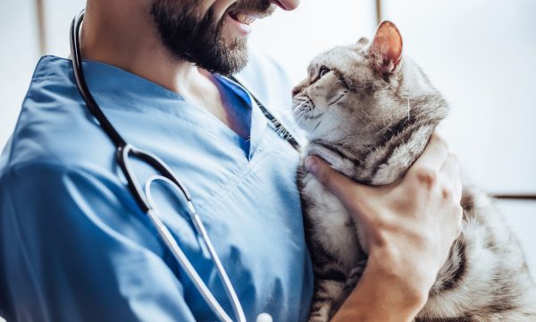 Choisir une université pour étudier la médecine vétérinaire : un enjeu clé pour les futurs praticiens