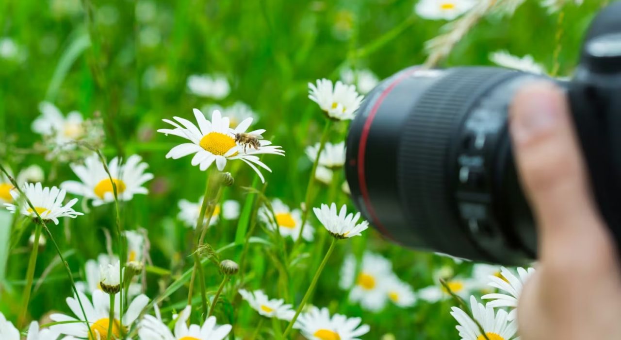 Comment photographier les insectes ? Techniques et astuces