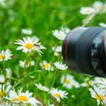 Comment photographier les insectes ? Techniques et astuces