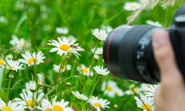 Comment photographier les insectes ? Techniques et astuces
